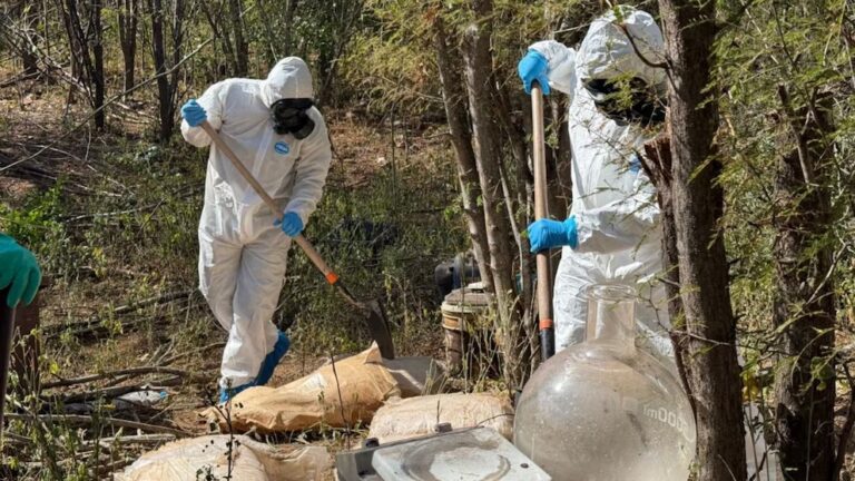 Semar desmantela laboratorio clandestino de Los Chapitos y halla plantío de marihuana de Los Mayos